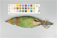 五色鳥藏品圖，第4張
